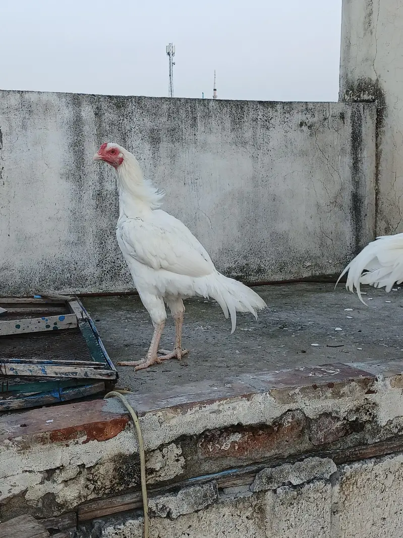 Quality Heera pathy — photo 5