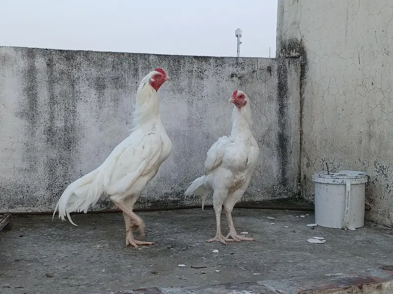 Quality Heera pathy — photo 6