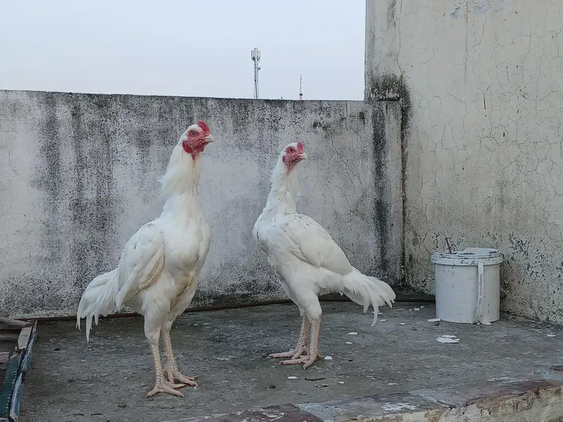 Quality Heera pathy — photo 8