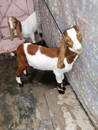 2no bakra hai