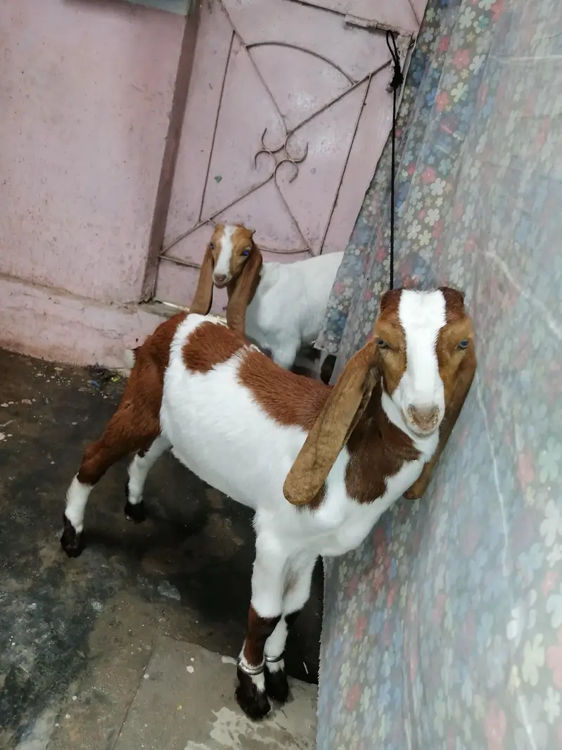 2no bakra hai — photo 2