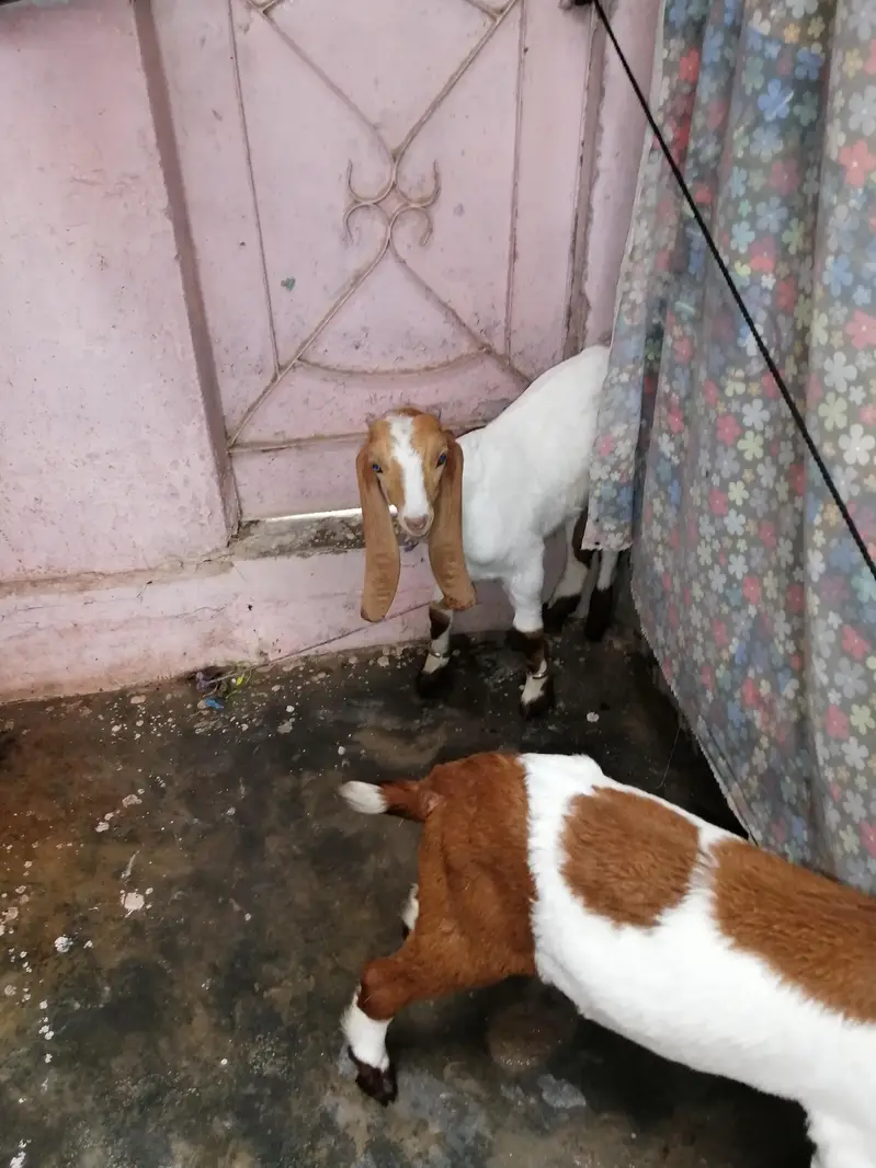 2no bakra hai — photo 3