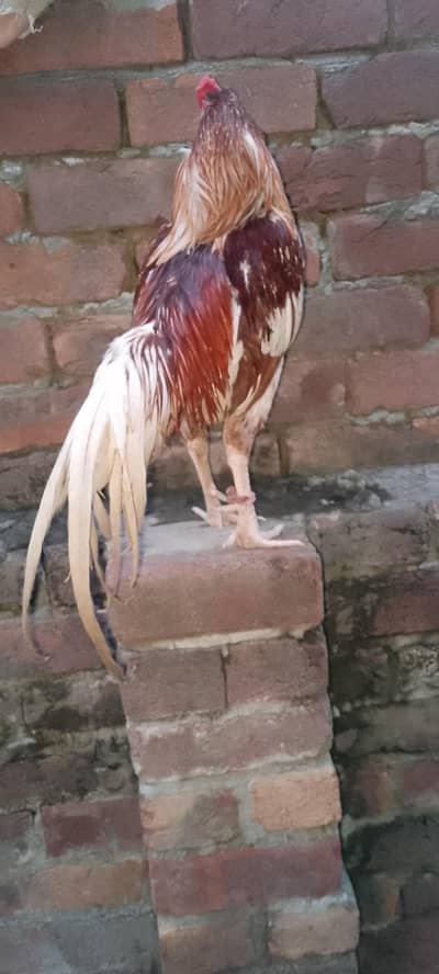 murga for sale