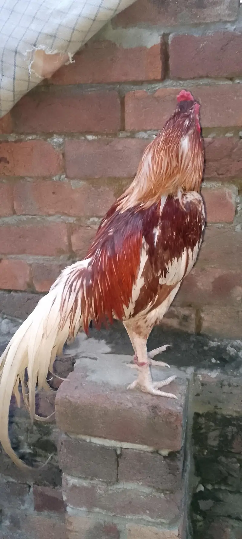 murga for sale — photo 2