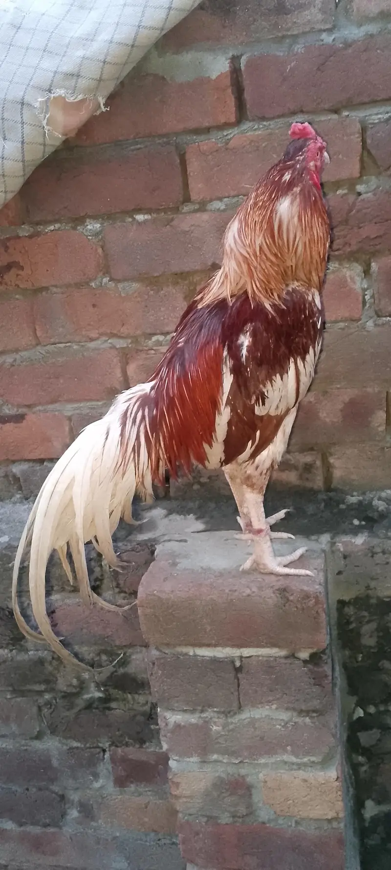 murga for sale — photo 3