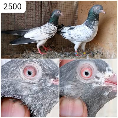 high flyer pigeon Whatsapp 03290705204