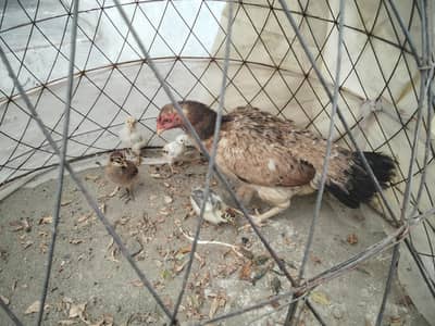 1 murgha murghi 5 bacha for sell location attock