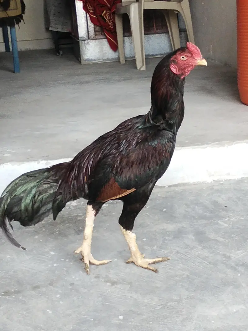 1 murgha murghi 5 bacha for sell location attock — photo 2