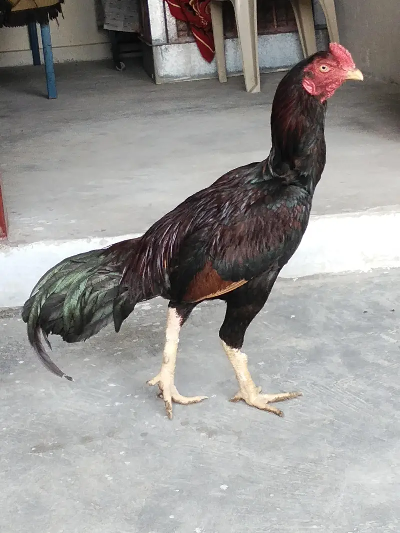 1 murgha murghi 5 bacha for sell location attock — photo 3