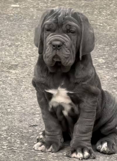 IMPORTED NEAPOLITAN MASTIFF PUPPIES AVAILABLE FOR SALE