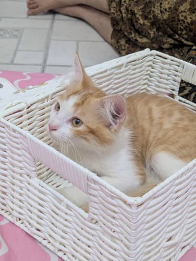 Twin orange kittens cats pets