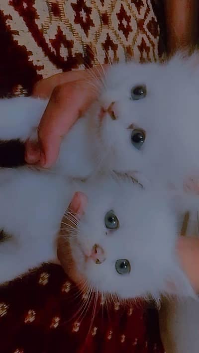 Bilkul white kittens han or unki eyes blue or gray han