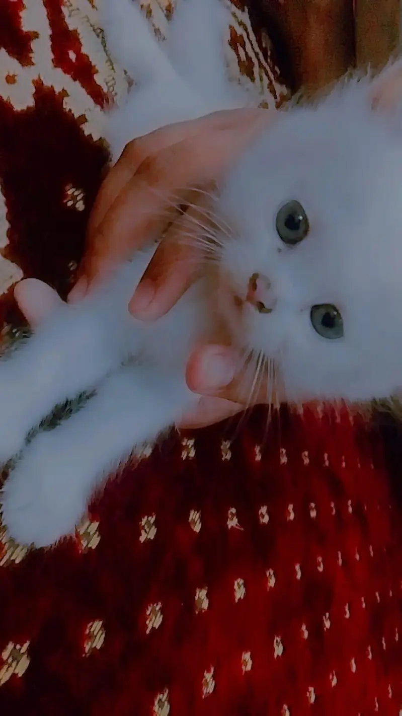 Bilkul white kittens han or unki eyes blue or gray han — photo 2