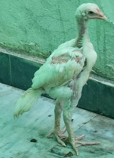 for sale heera aseel negotiable