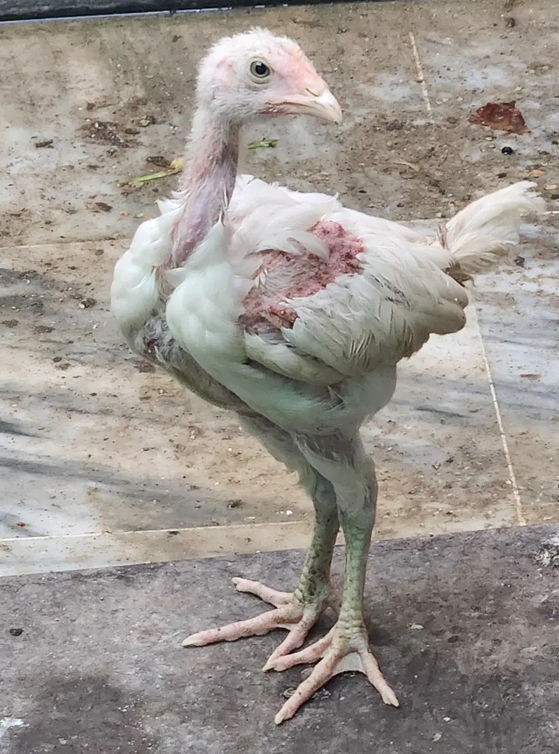 for sale heera aseel negotiable — photo 2