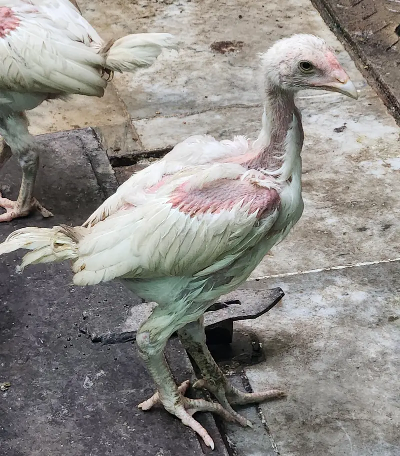 for sale heera aseel negotiable — photo 4