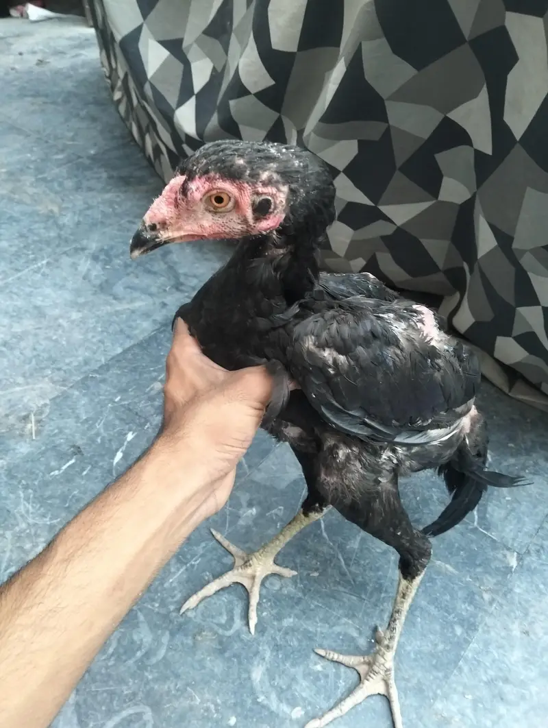5 Aseel morgu for sale — photo 3