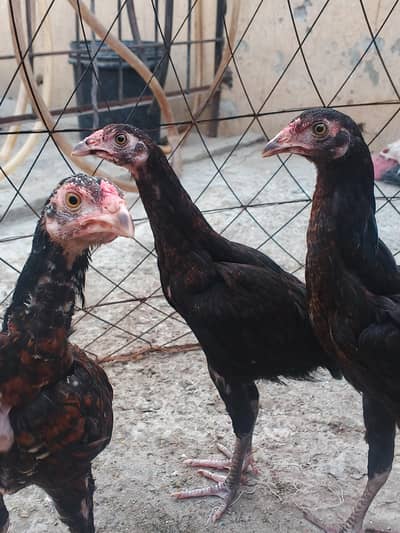 aseel chicks