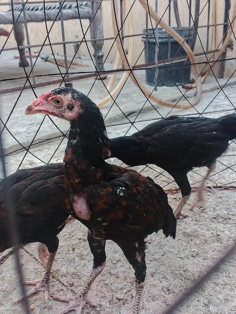 aseel chicks — photo 2