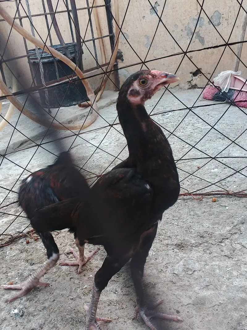 aseel chicks — photo 3