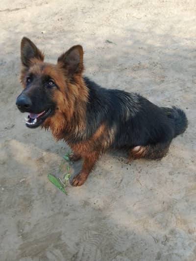 German shepherd female