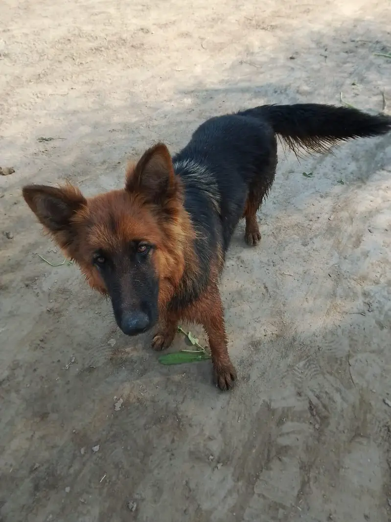 German shepherd female — photo 2