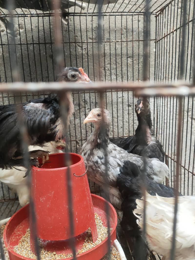 high quality bantam chicks 3