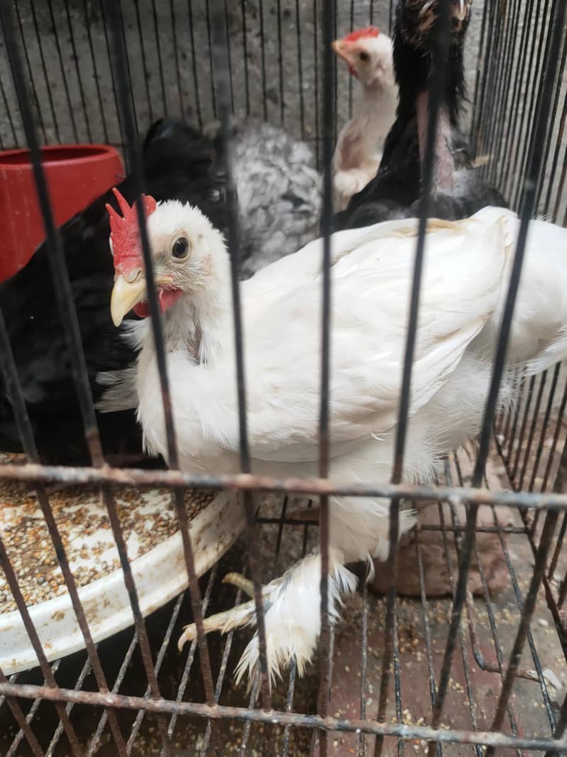 high quality bantam chicks 4