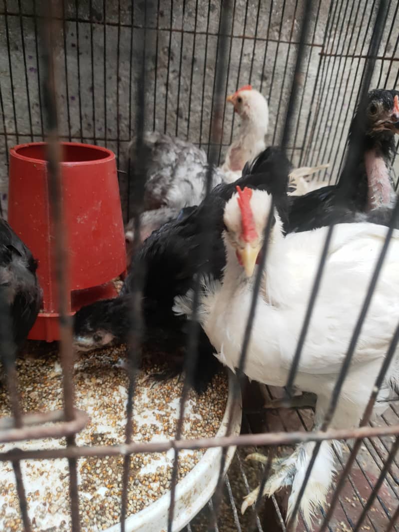 high quality bantam chicks 5