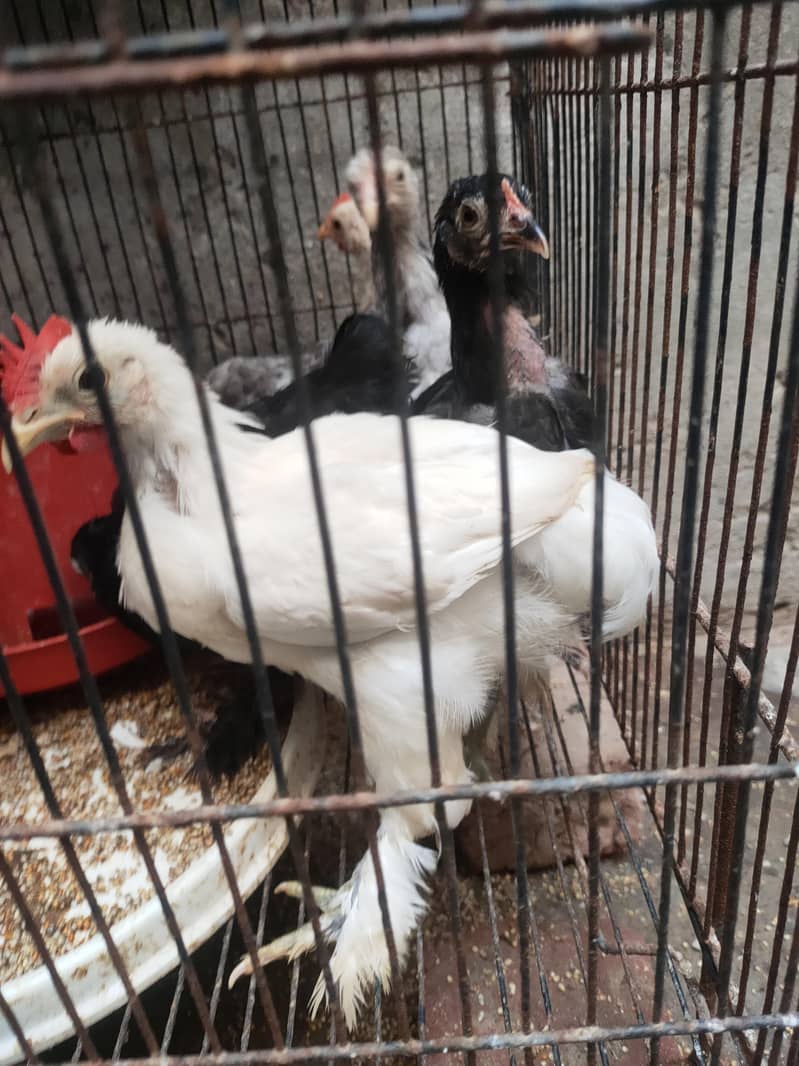 high quality bantam chicks 6