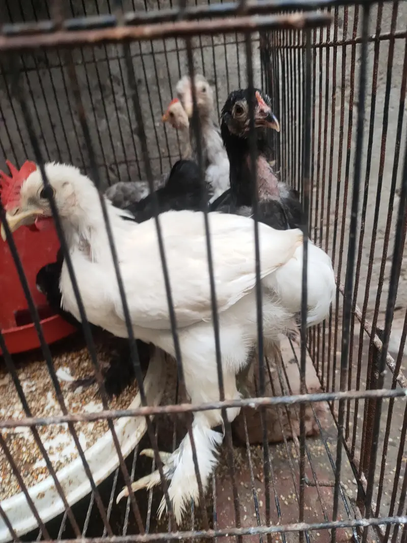 high quality bantam chicks — photo 7