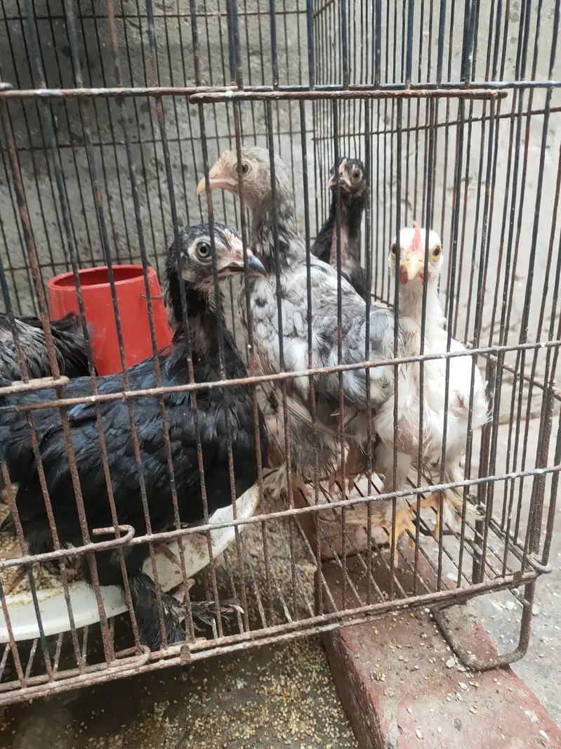 high quality bantam chicks — photo 8