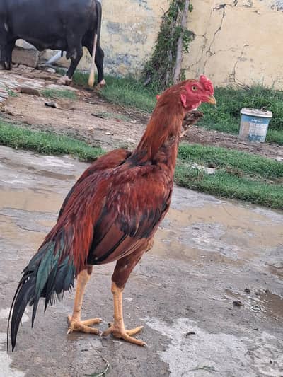 Aseel murgha for sale