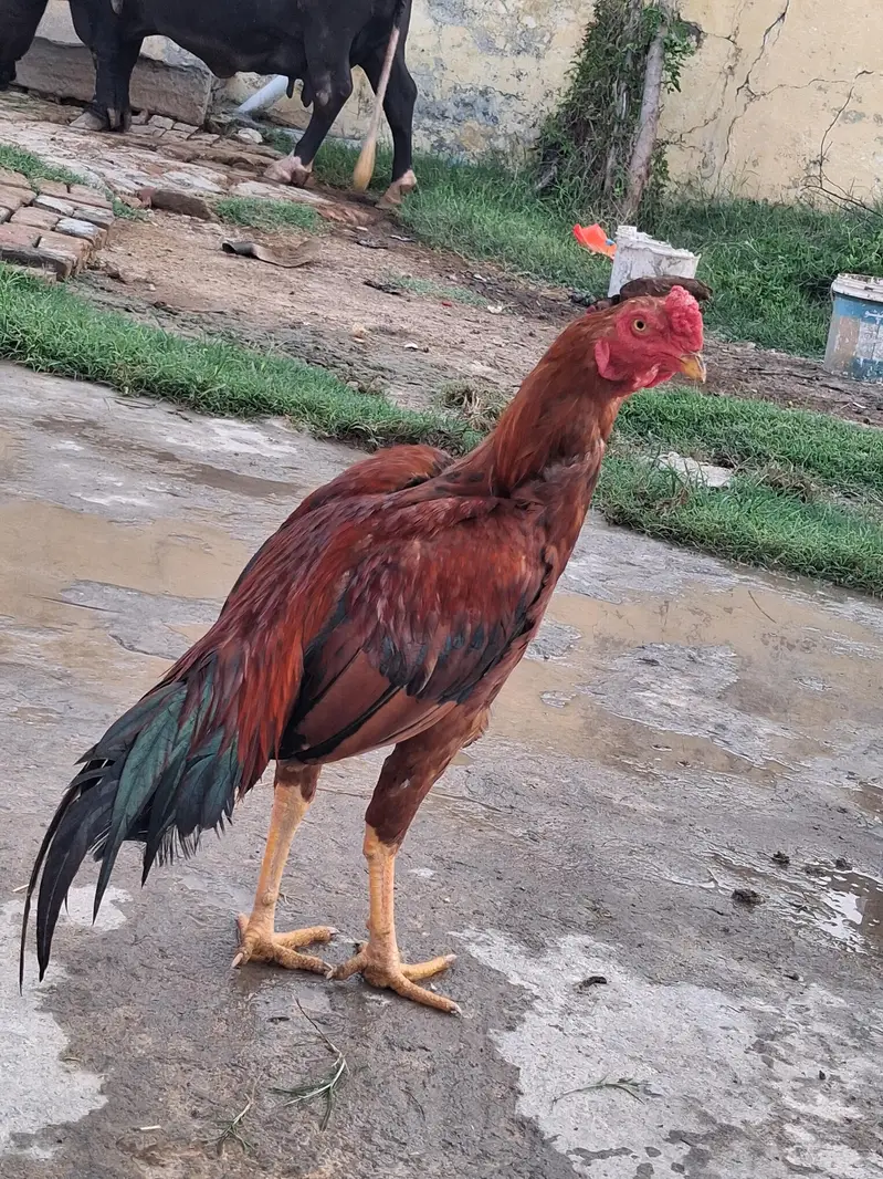 Aseel murgha for sale — photo 2