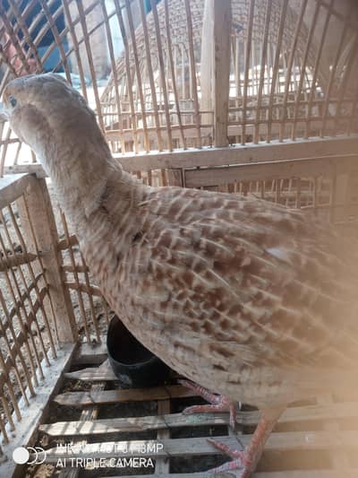 Irani breading teetar for sale