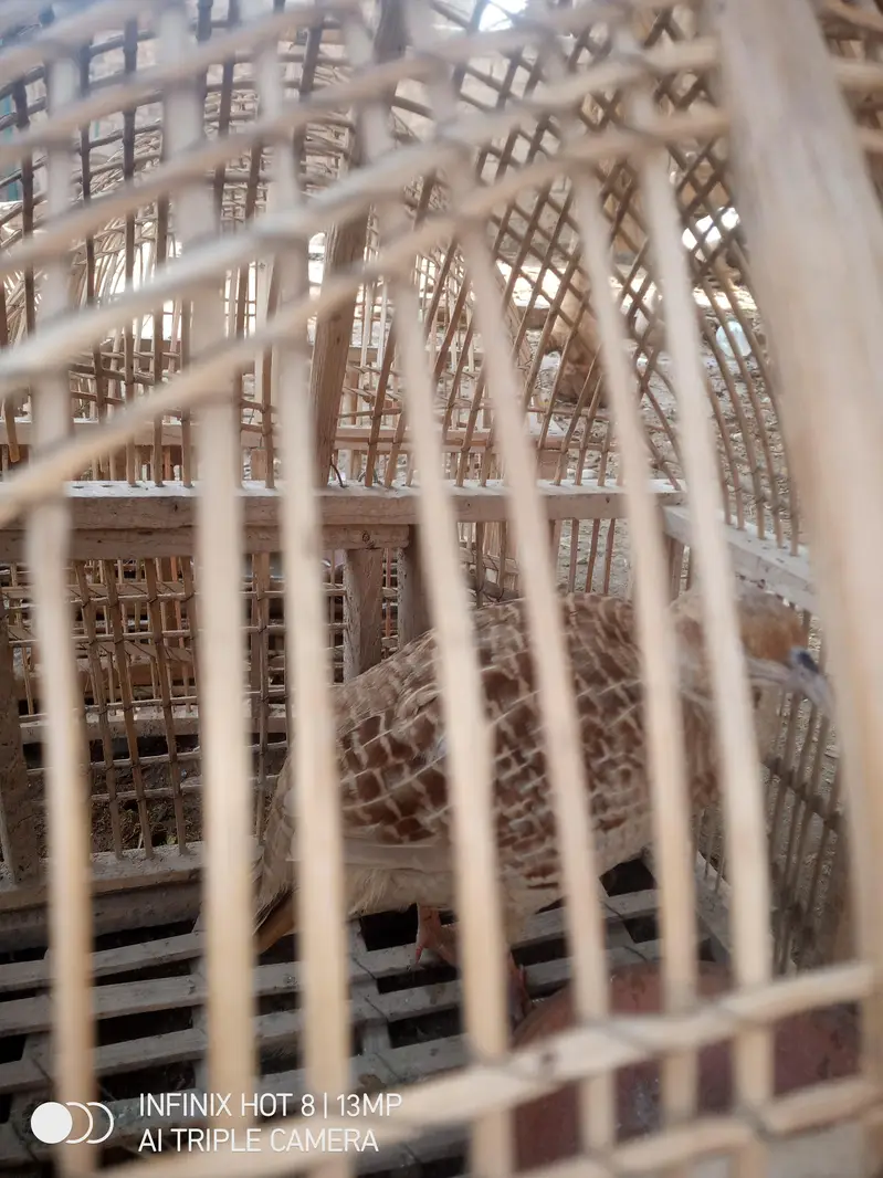 Irani breading teetar for sale — photo 2