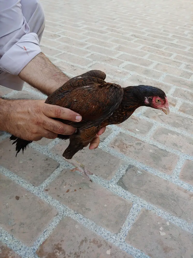 pamozai Aseel madah — photo 2