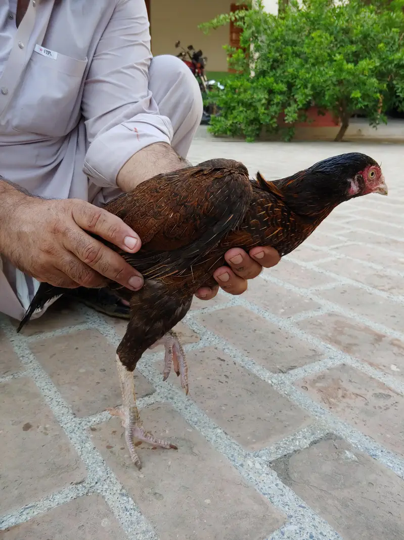 pamozai Aseel madah — photo 4