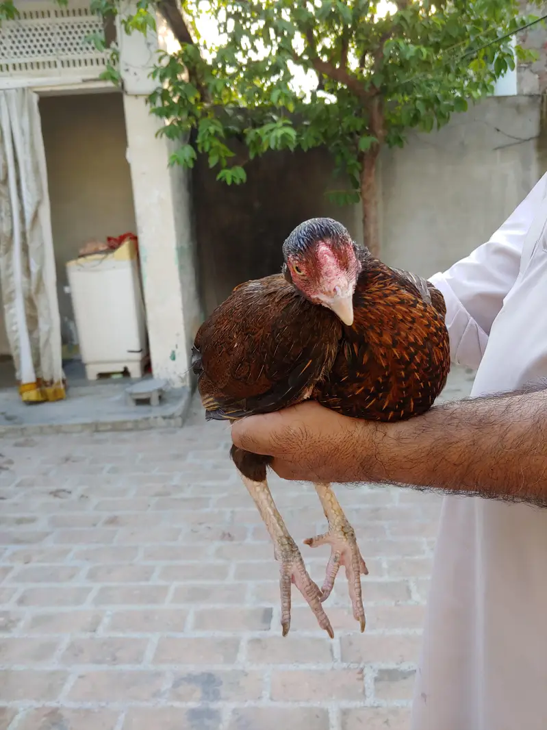 pamozai Aseel madah — photo 6