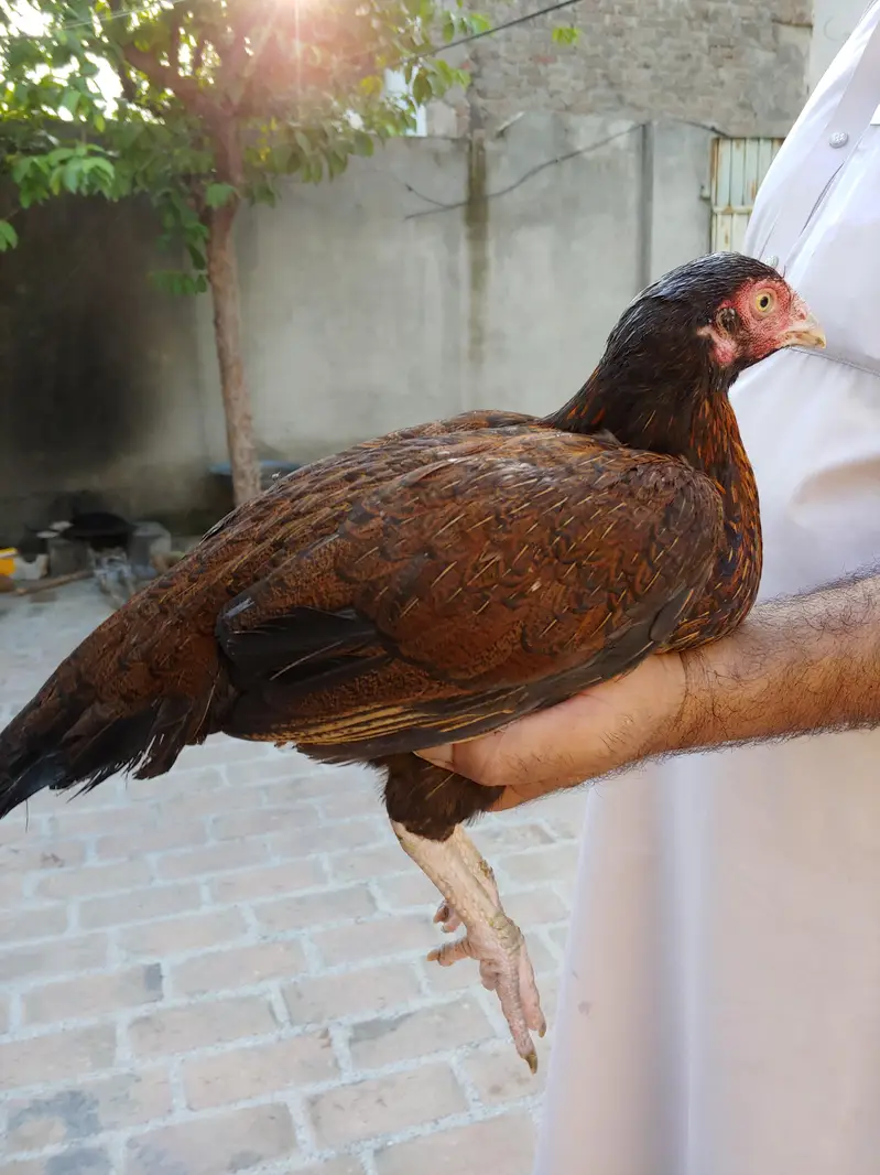 pamozai Aseel madah — photo 7