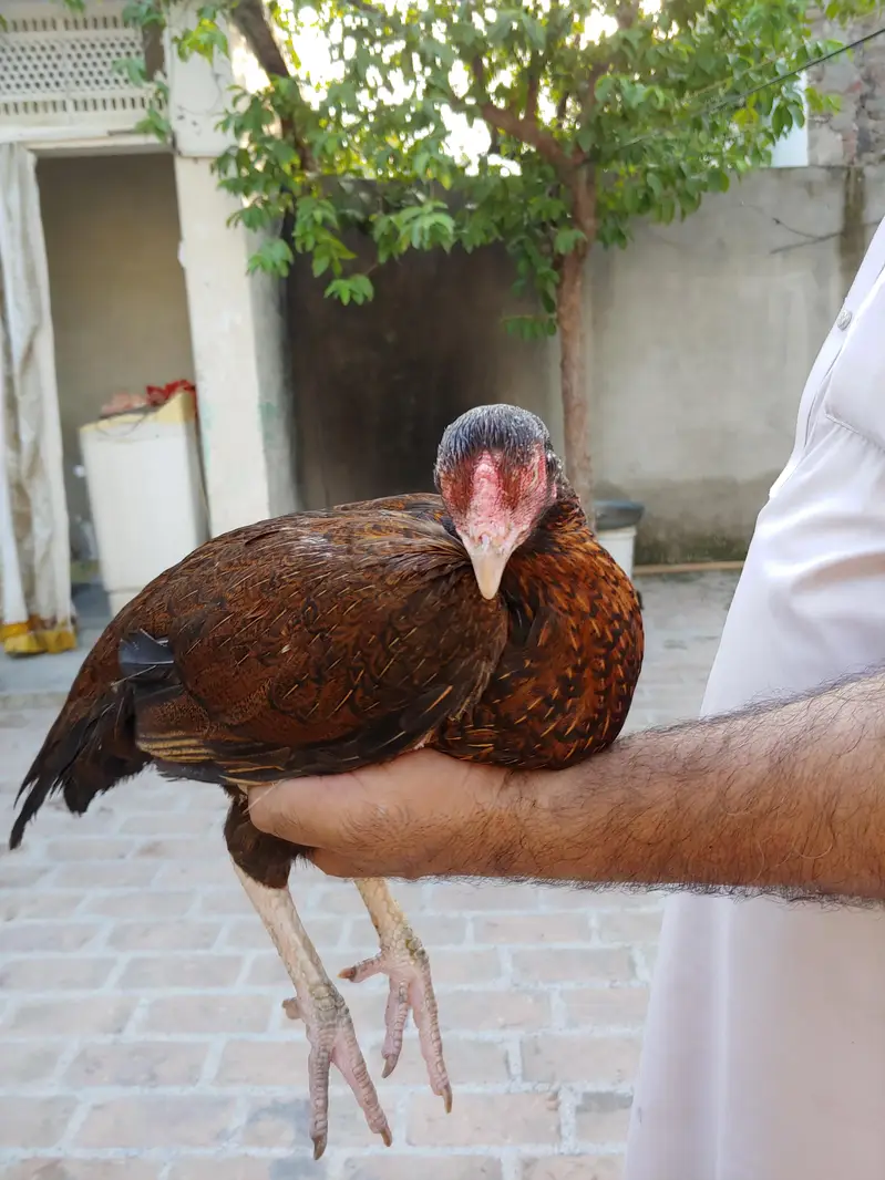 pamozai Aseel madah — photo 9