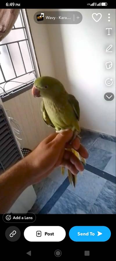hand tame mitthu ha or acha ha  pair jisko chahie ghr ka rabta karen