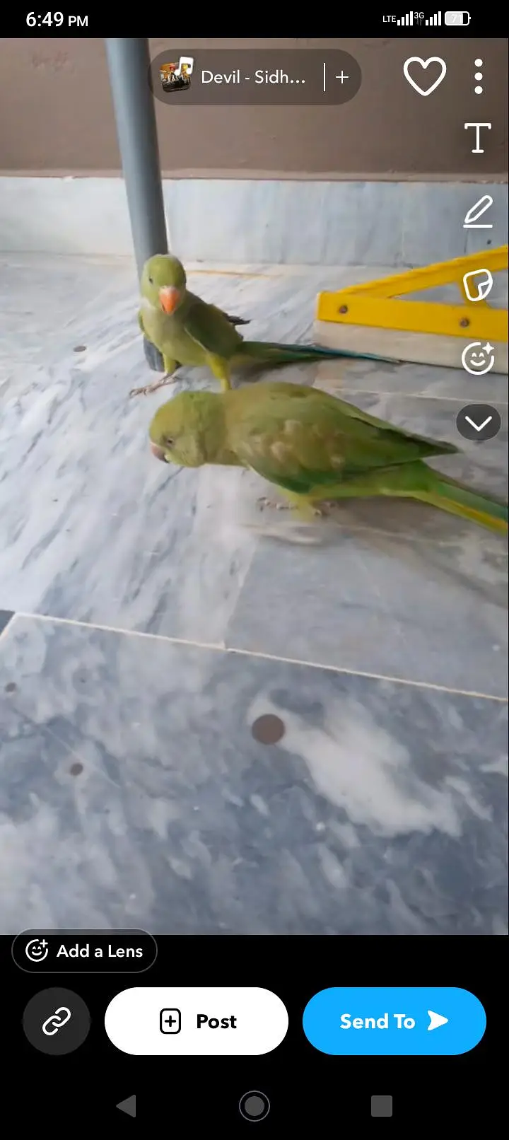 hand tame mitthu ha or acha ha  pair jisko chahie ghr ka rabta karen — photo 3