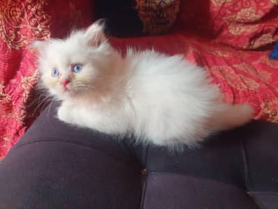 Persion 6 kittens for sale