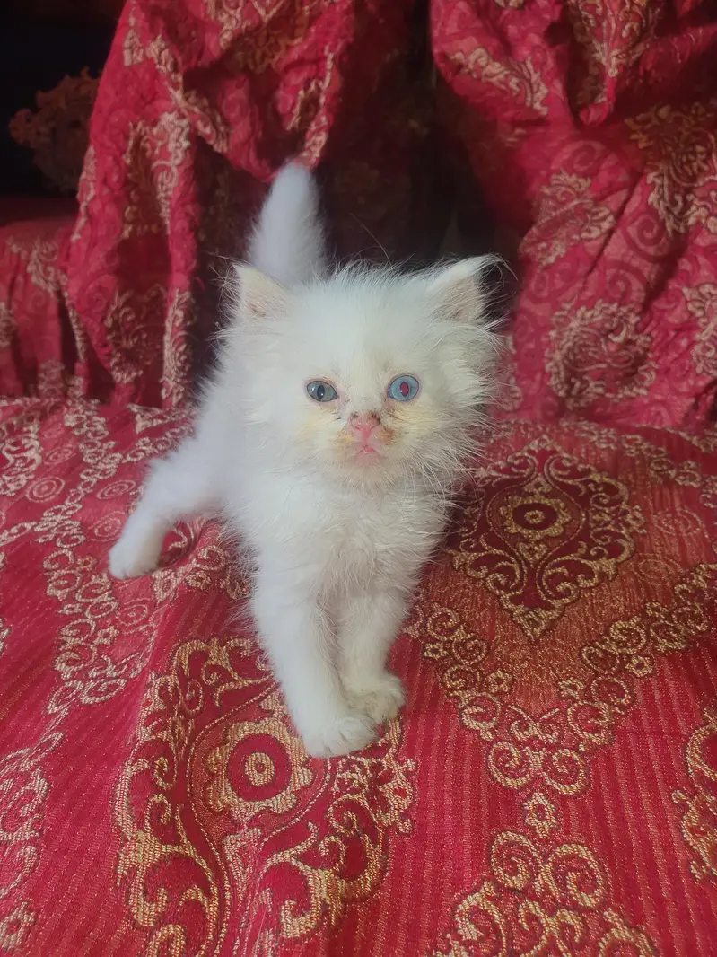 Persion 6 kittens for sale — photo 2