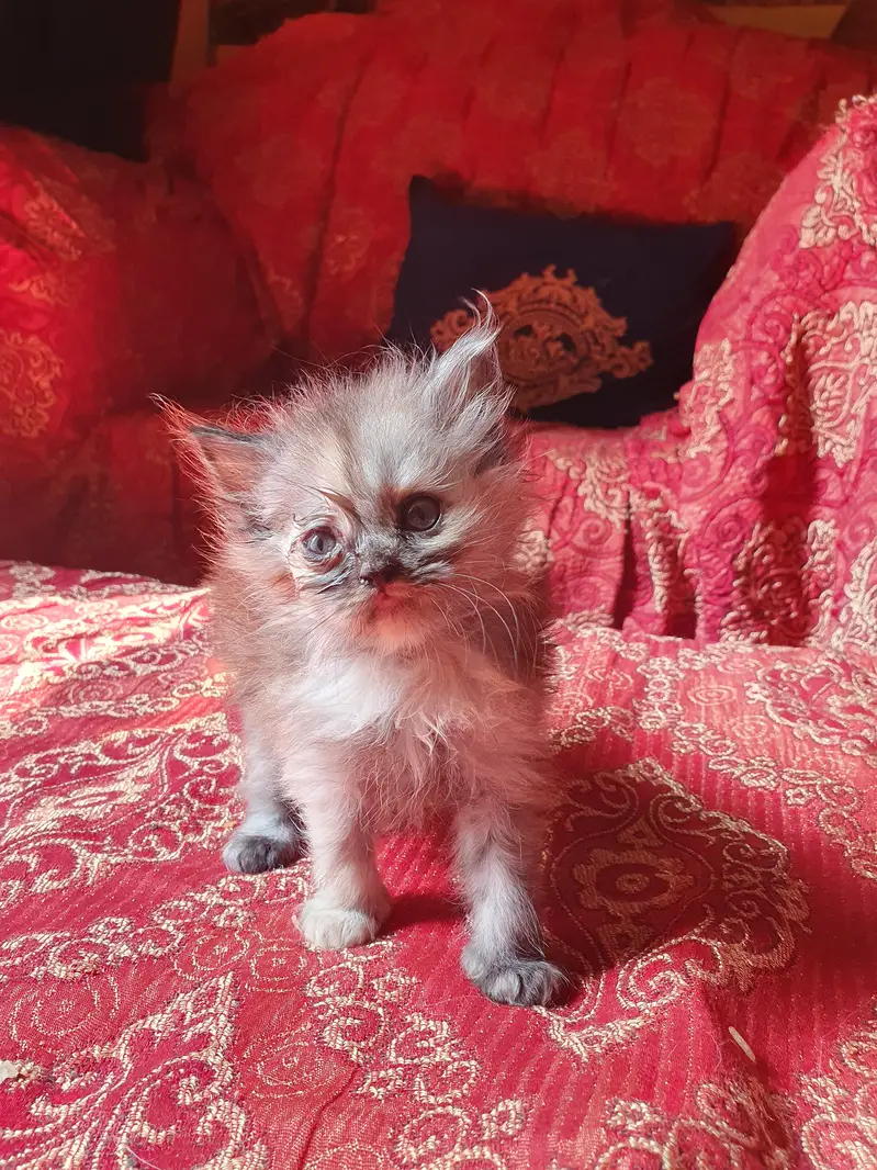 Persion 6 kittens for sale — photo 3