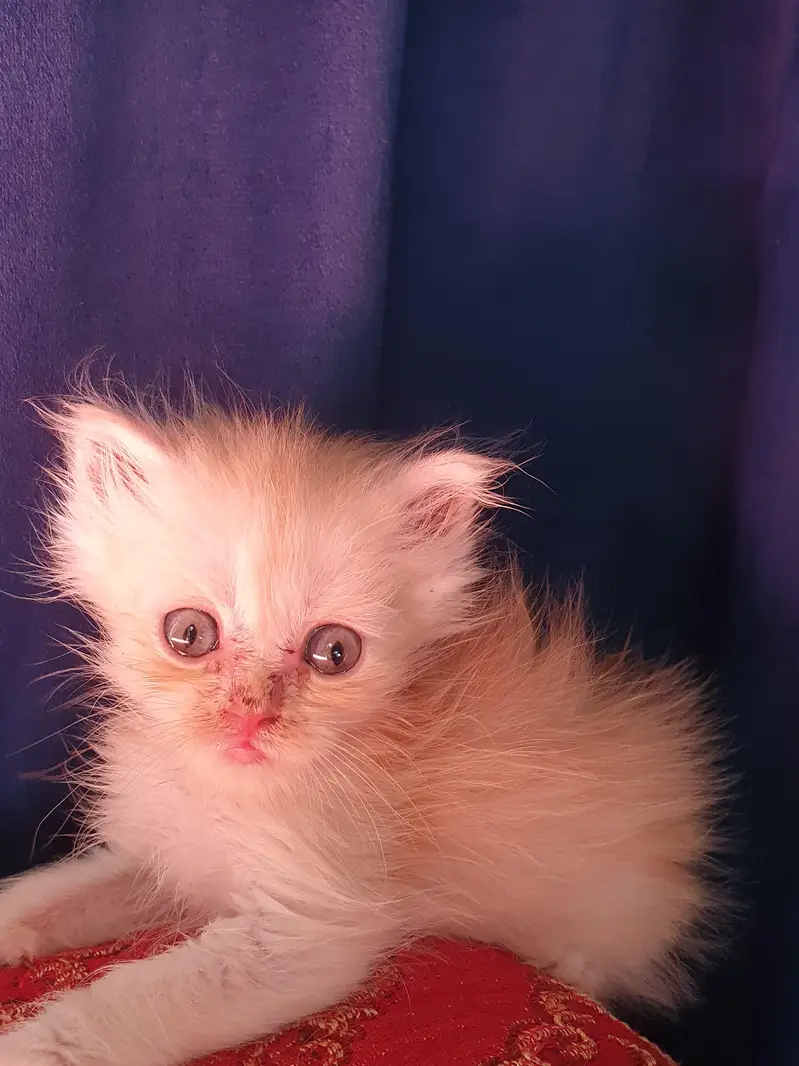 Persion 6 kittens for sale — photo 4