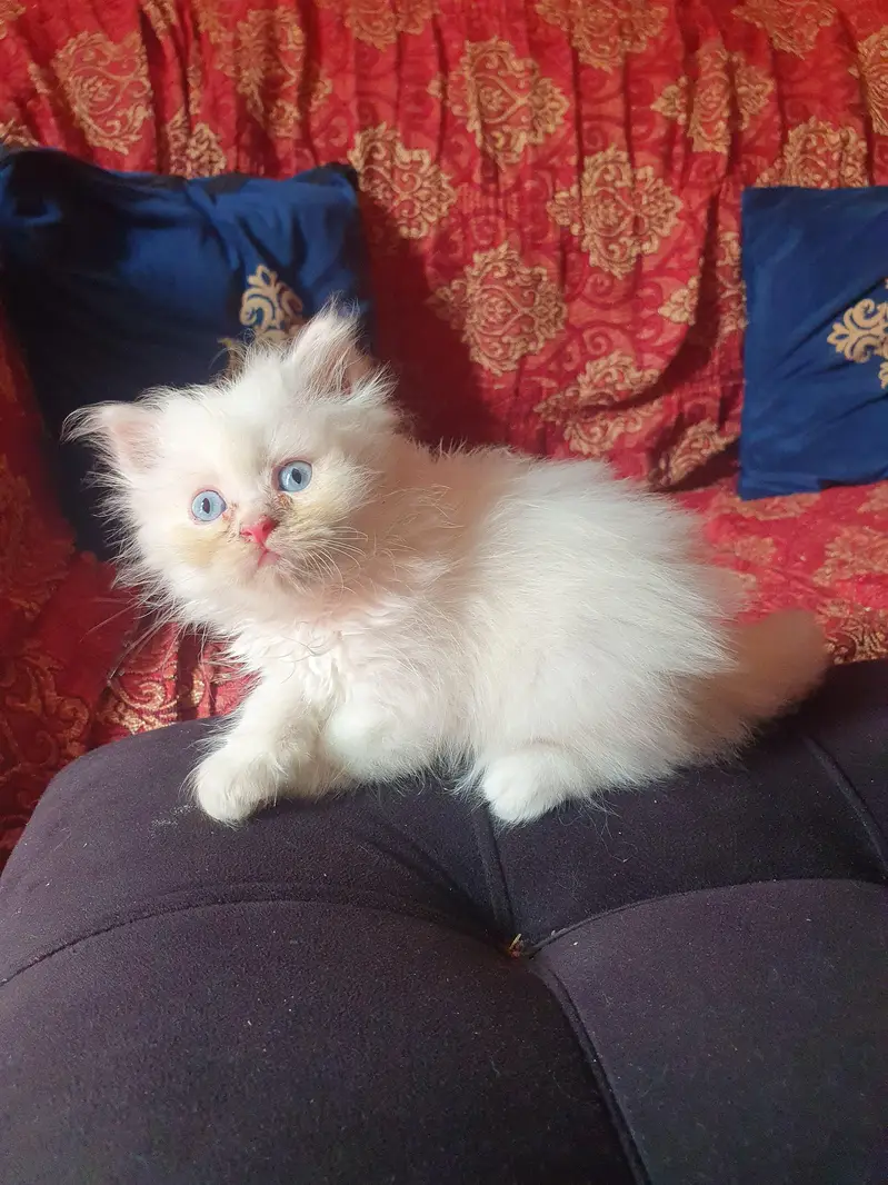 Persion 6 kittens for sale — photo 5