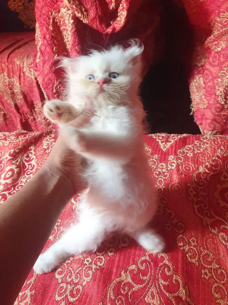 Persion 6 kittens for sale — photo 6