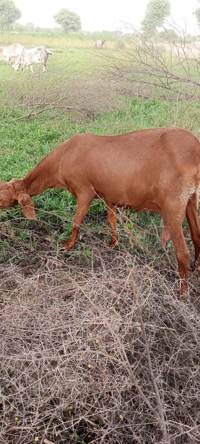 Bakri for sale